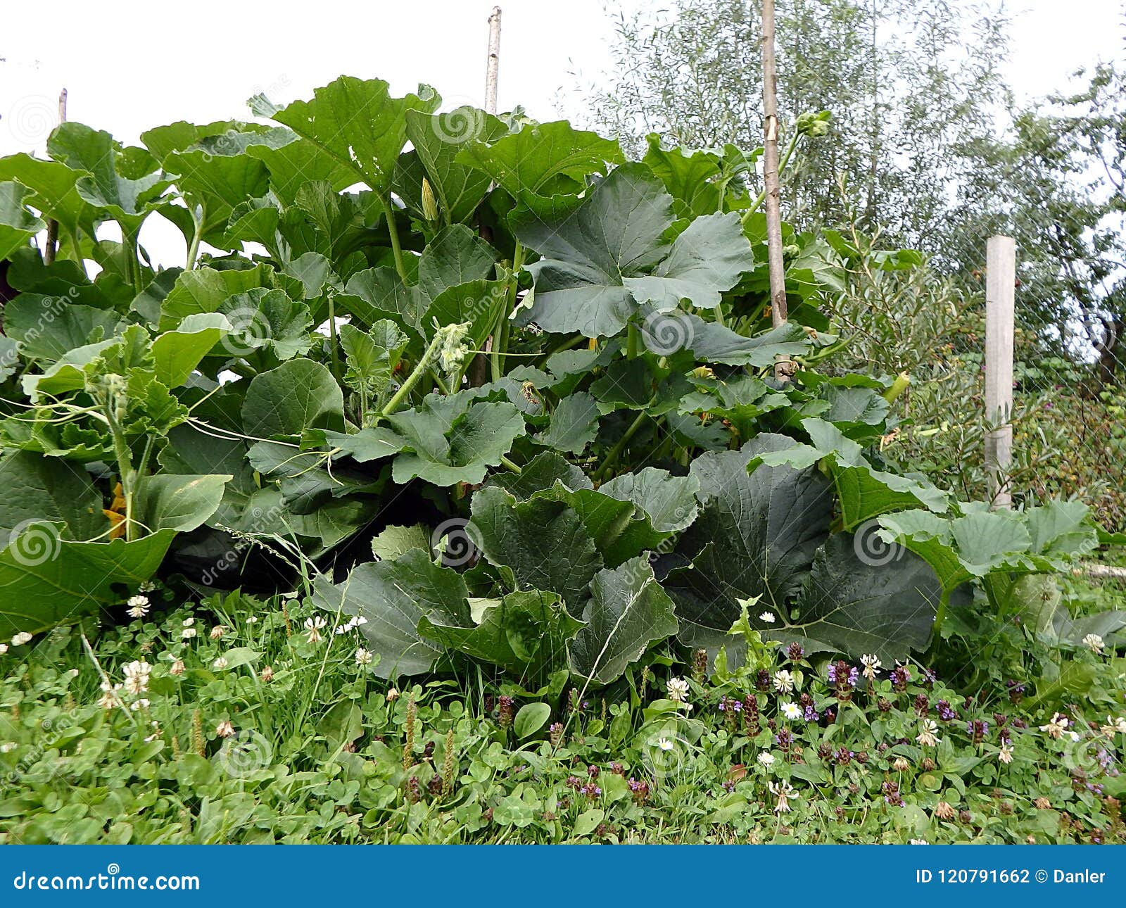 Green Pumpkin Plant Growing in the Field Stock Photo Image of farming