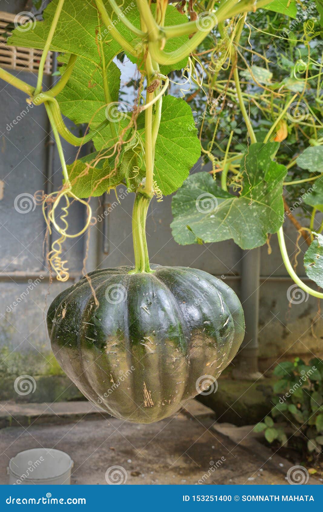 Green Pumpkin Vegetable Growing on a Pumpkin Plant Stock Photo Image