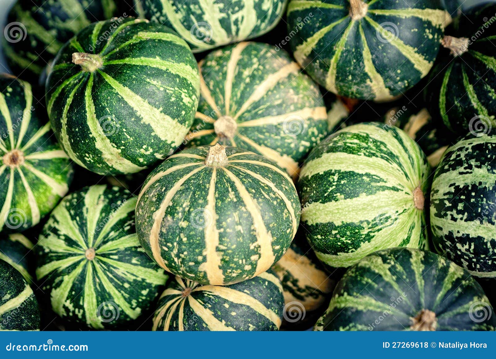 Green pumpkins stock photo. Image of decoration, leaf 27269618
