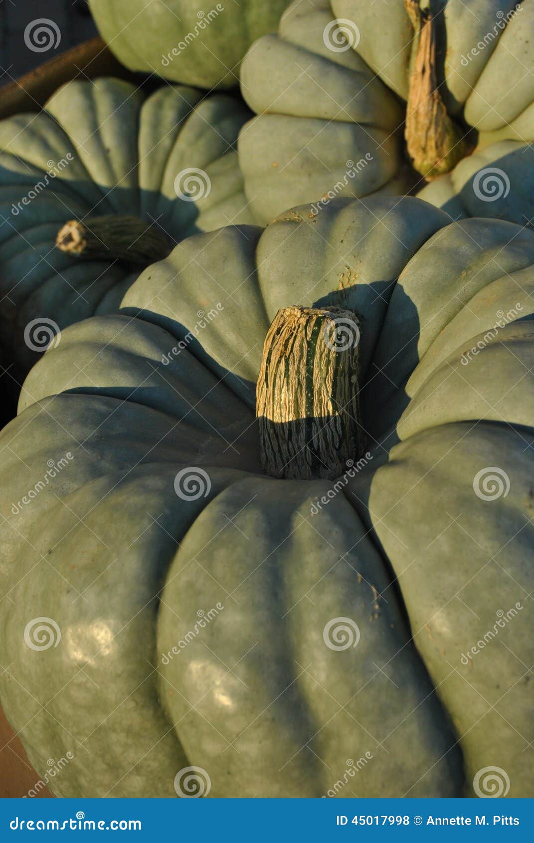 Green pumpkins stock photo. Image of pumpkins, gourds - 45017998