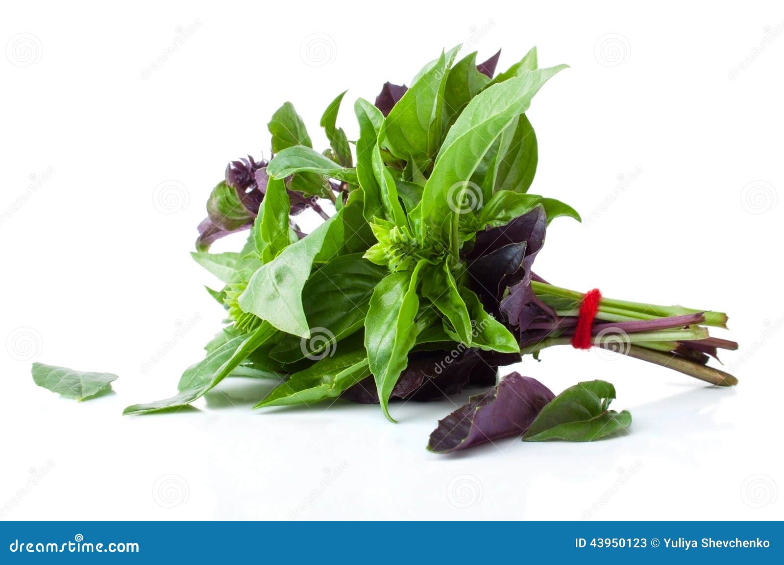 The Green and Purple Basil stock image. Image of eating 43950123
