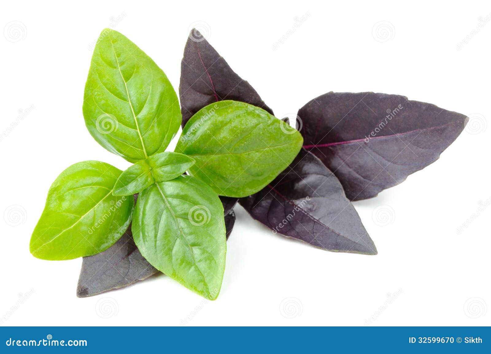 Green and Purple Basil Herb Isolated on White Background Stock Photo