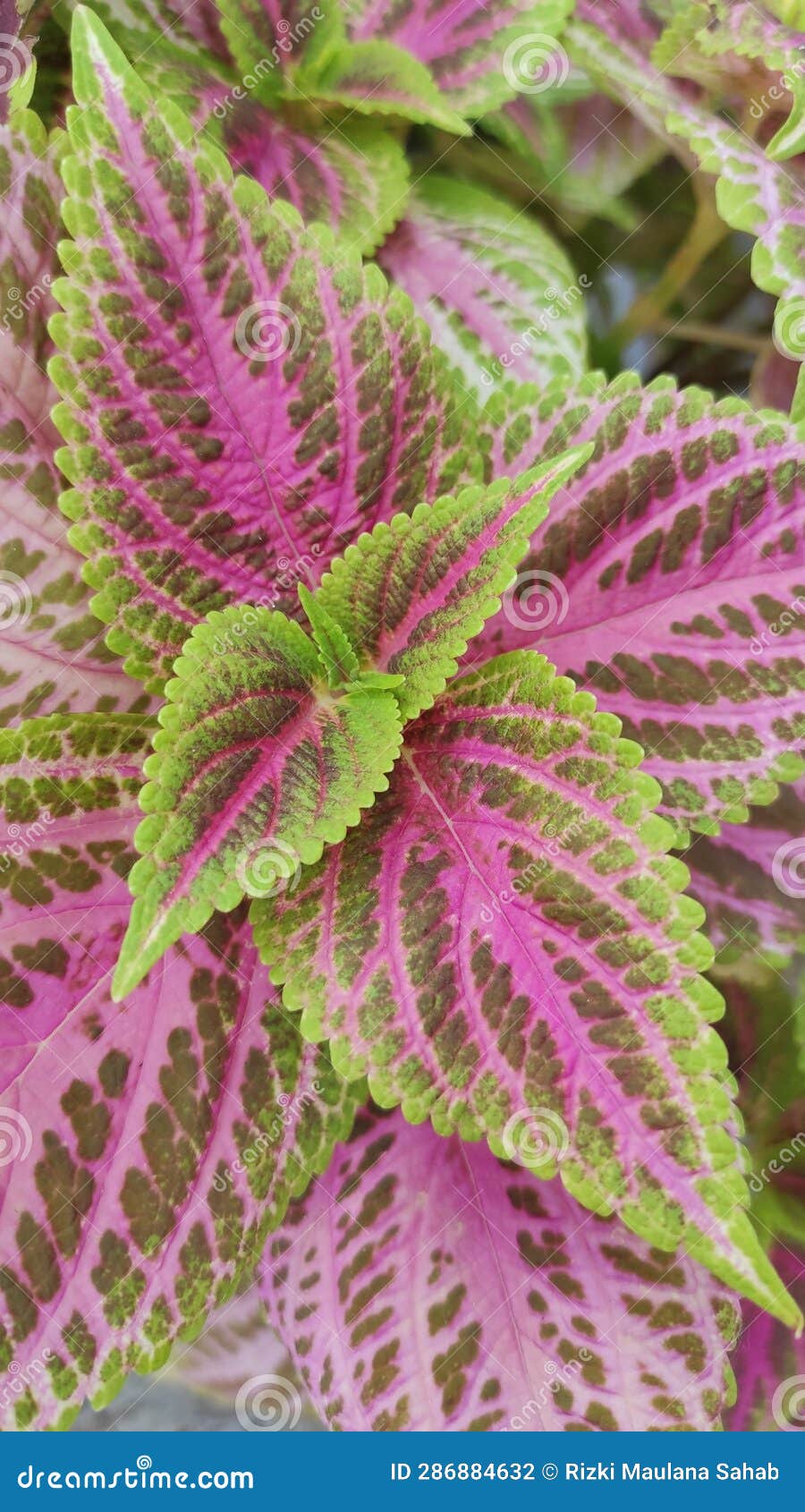 Green-purple Leaves of One Tropical Plant Stock Photo - Image of purple ...