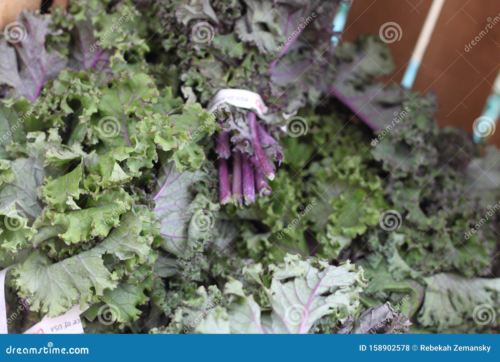 Green and Purple Lettuce 2906 Stock Photo Image of autumn, fruit