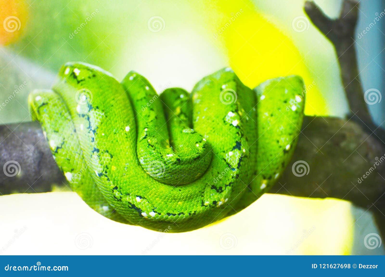 green python on the branches of trees in the jungle.
