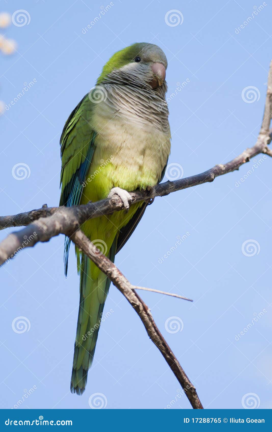 Green Quaker Parrot stock image. Image of birdwatching 17288765