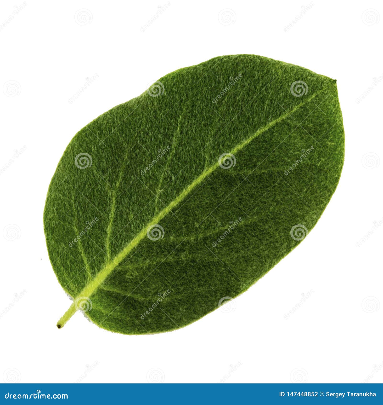 Green Quince Leaf Isolated on White Background, Underside of Leaf Stock
