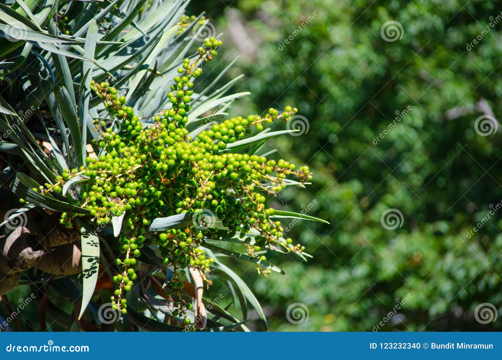 Green Raw Dragon S Blood Tree Seeds On Its Branch In Close Up At A Botanical Garden Stock Photo Image Of Agriculture Detail Green Raw Dragon S Blood Tree Seeds On Its Branch In Close Up At A Botanical Garden Stock Photo Image Of Agriculture Detail