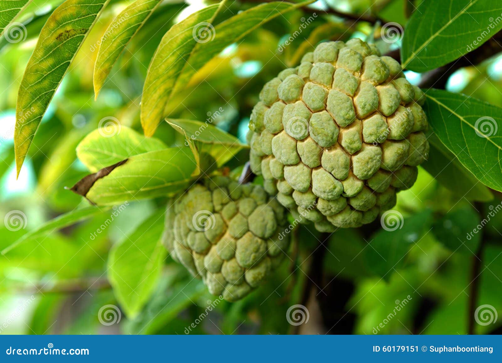 The Green and Raw Sugar Apple Fruit Stock Image Image of custard