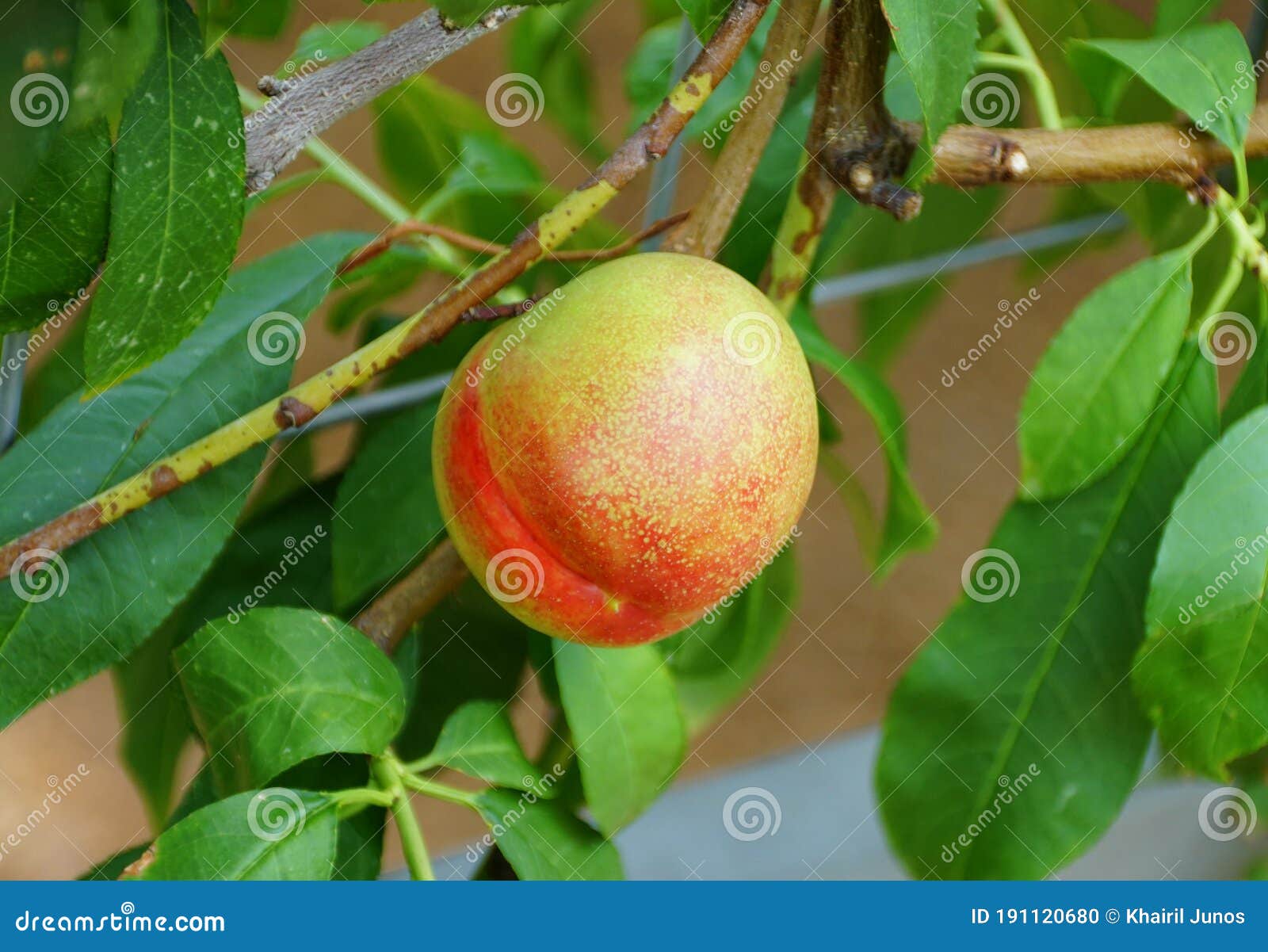 green and red nectarine `fantasia` fruit on the tree