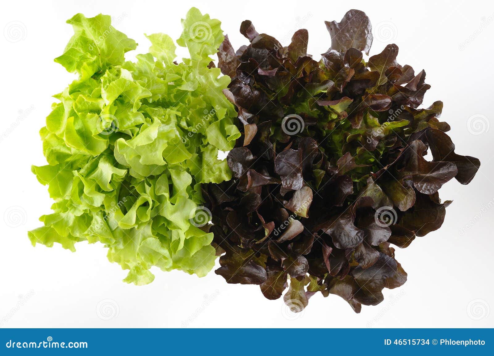 Green and red oak lettuce stock photo. Image of healthy 46515734