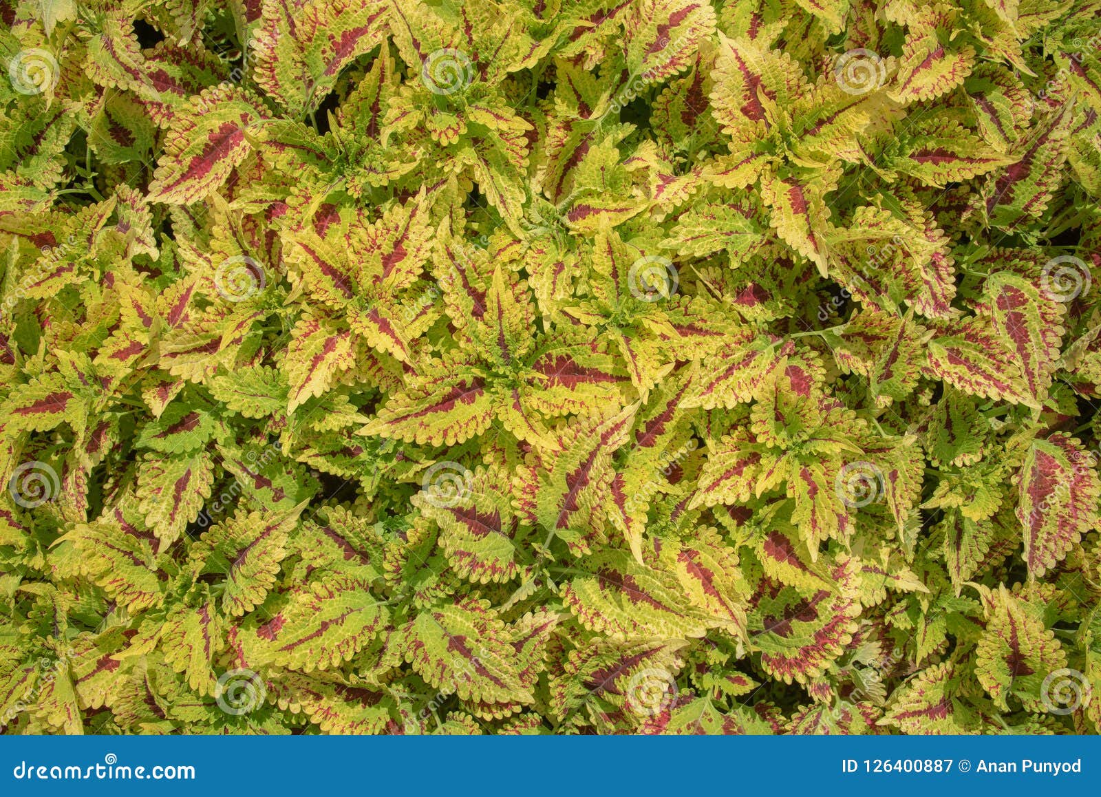 green and red perilla planta for texture and background