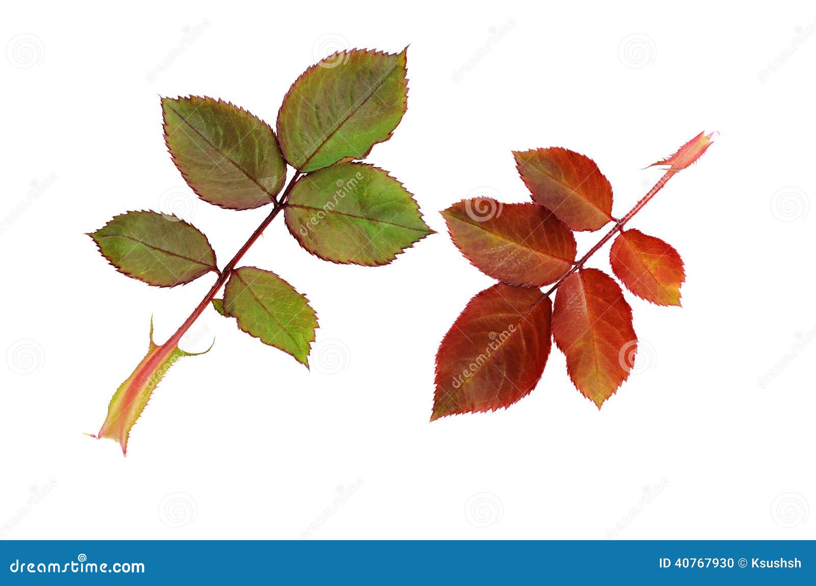 Green and red rose leaves stock photo. Image of element 40767930