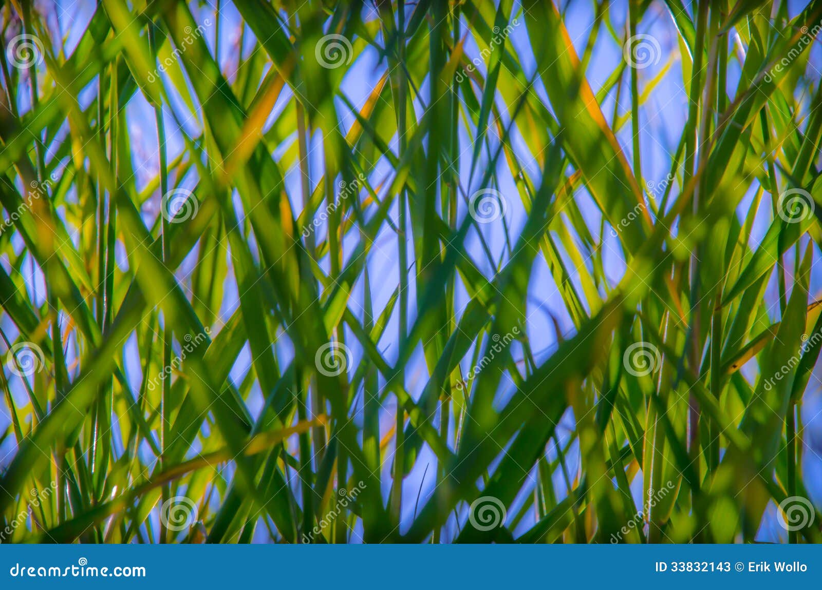 Green reeds stock image. Image of reflection, still, reeds 33832143