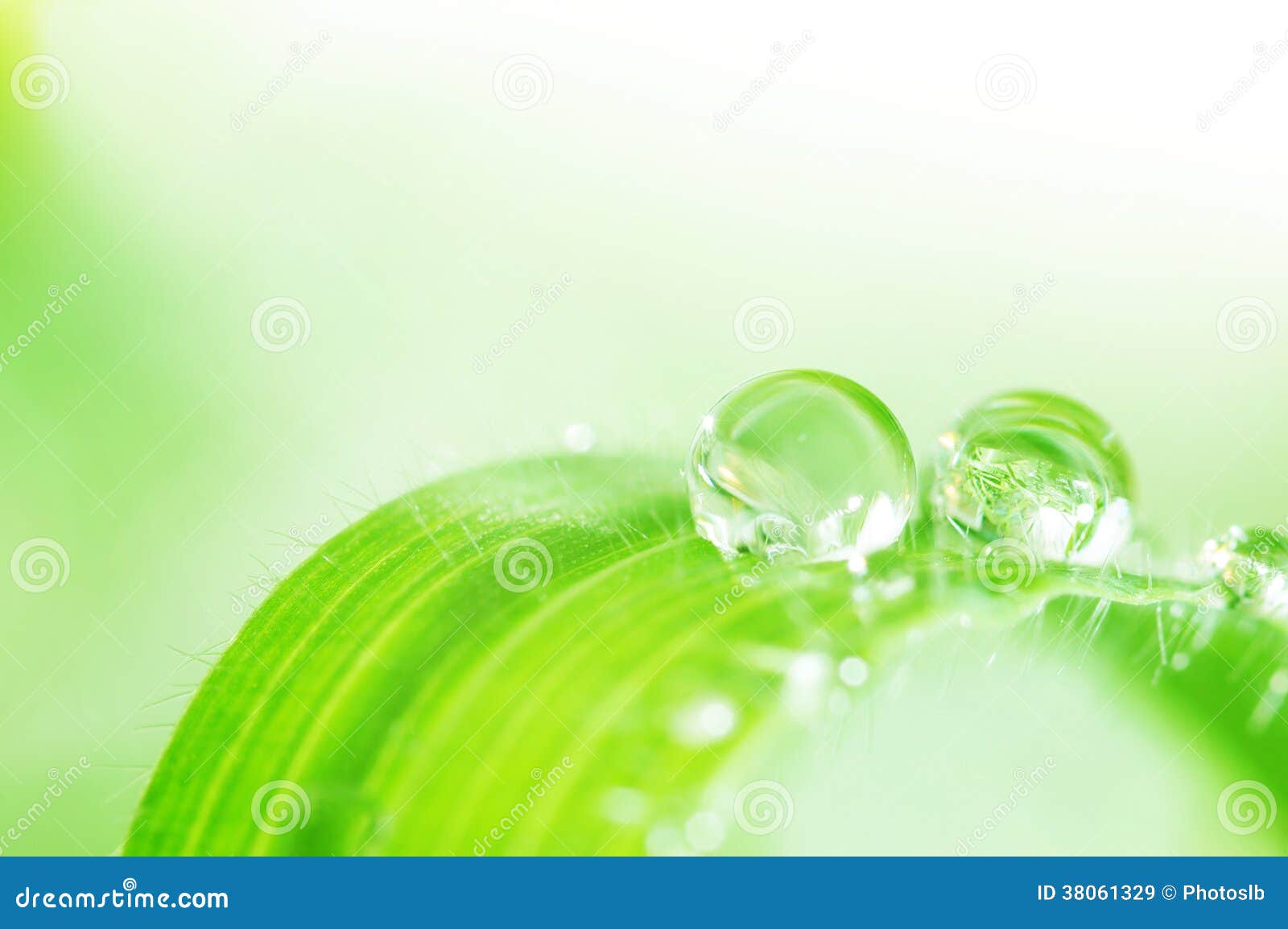 Green Refreshing Spring Stock Image Image Of Green Natural 38061329