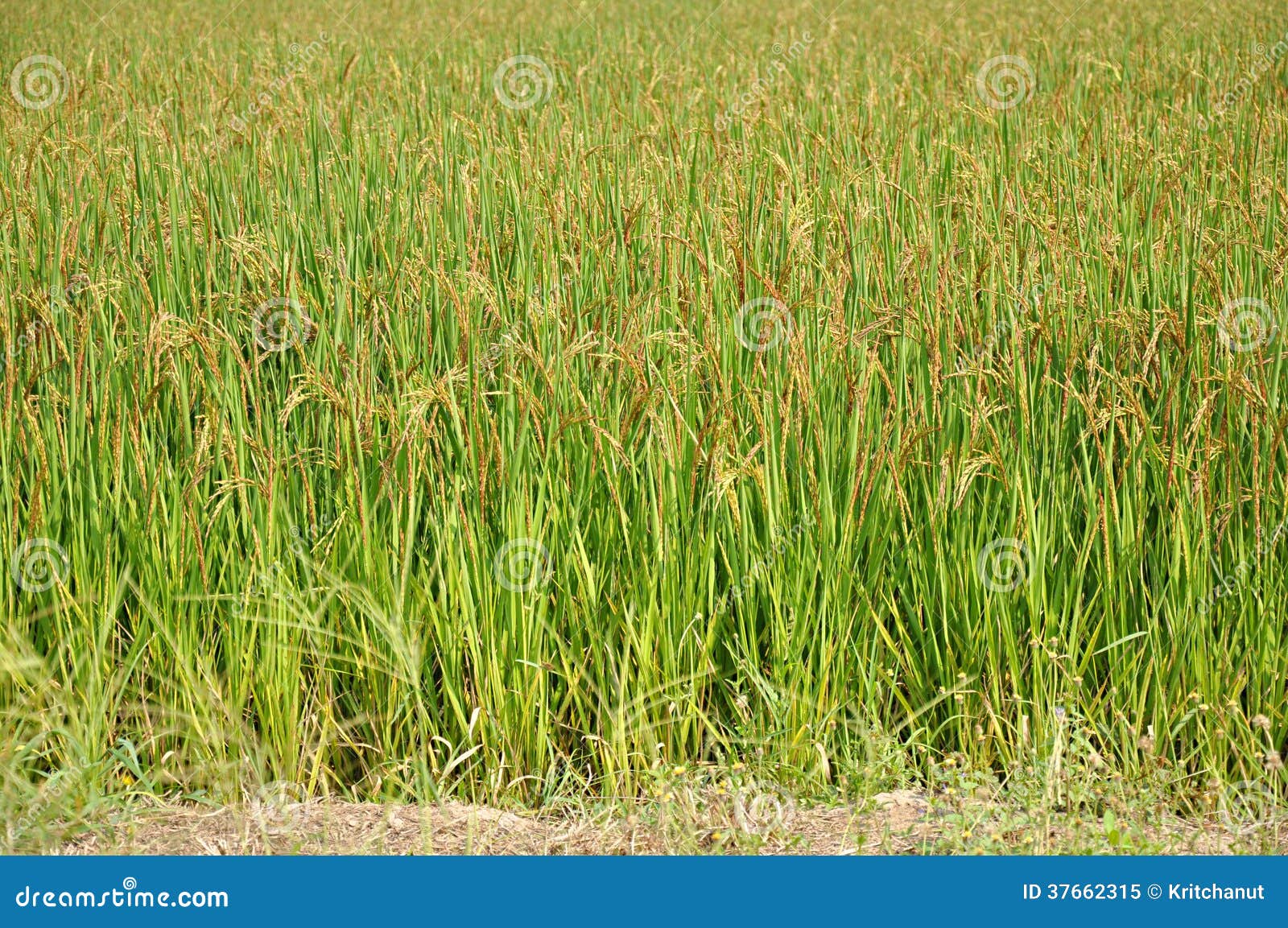 Green rice field stock image. Image of harvest, field 37662315