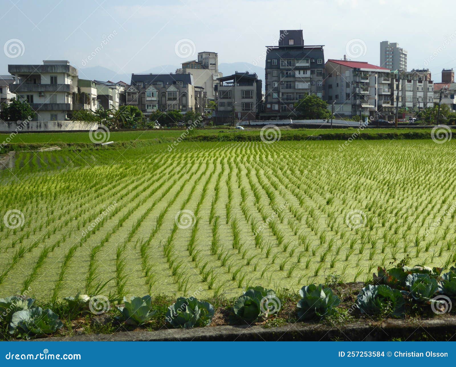 Green Rice Field And Apartment Buildings Urban Farming In Taiwan Stock