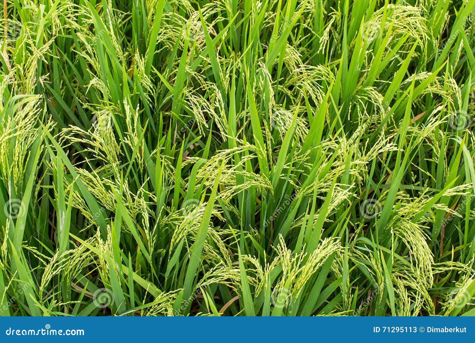 Green Rice Field on a Day. Agriculture. Stock Image Image of farming
