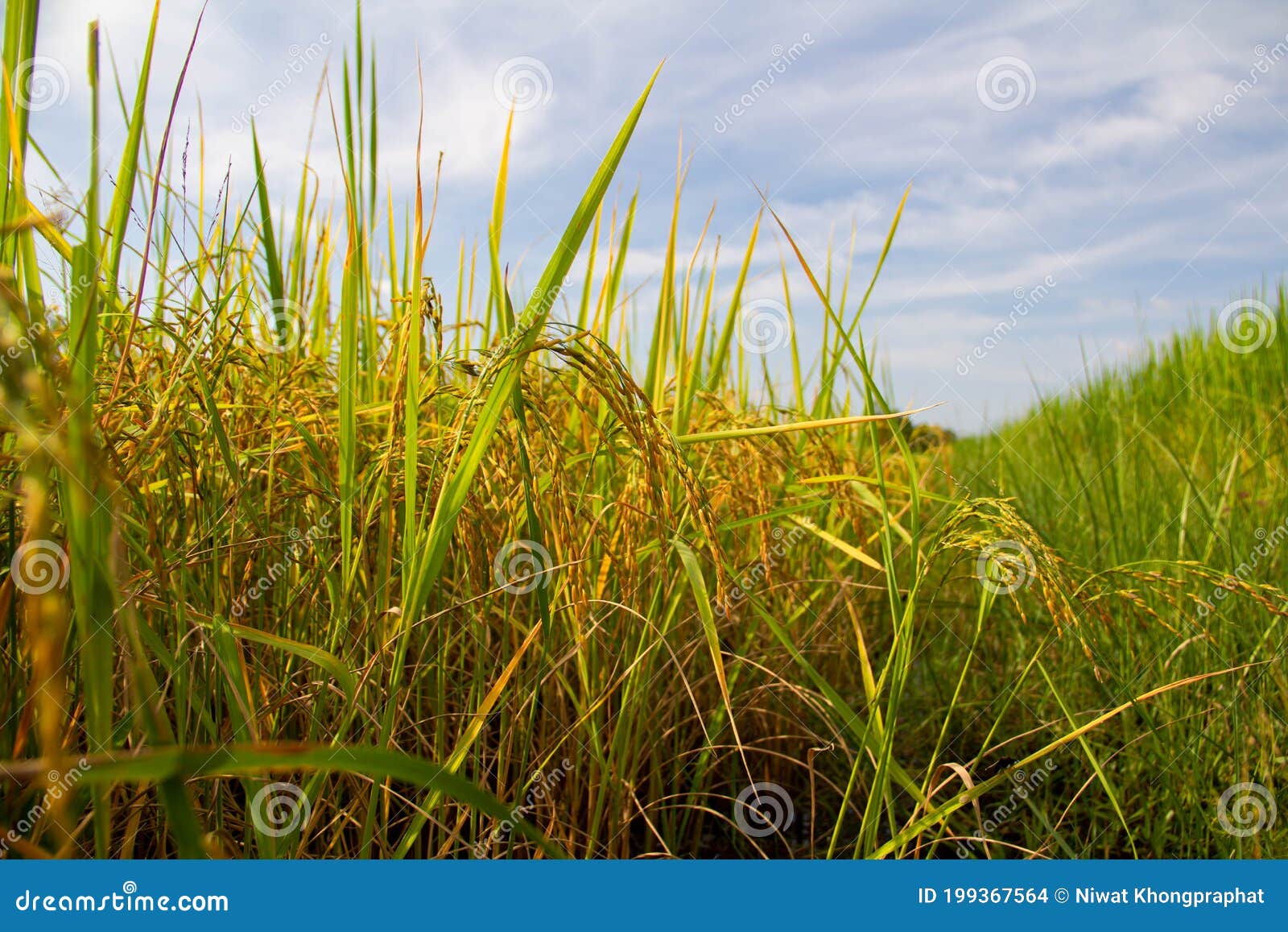 green rice field with sky background.