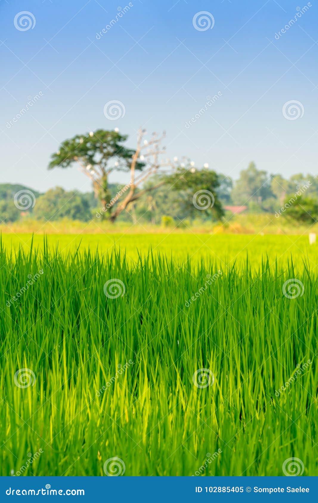 Rice Field with Soft Focus of a Tree in Background Portrait View Stock  Image - Image of male, nature: 102885405