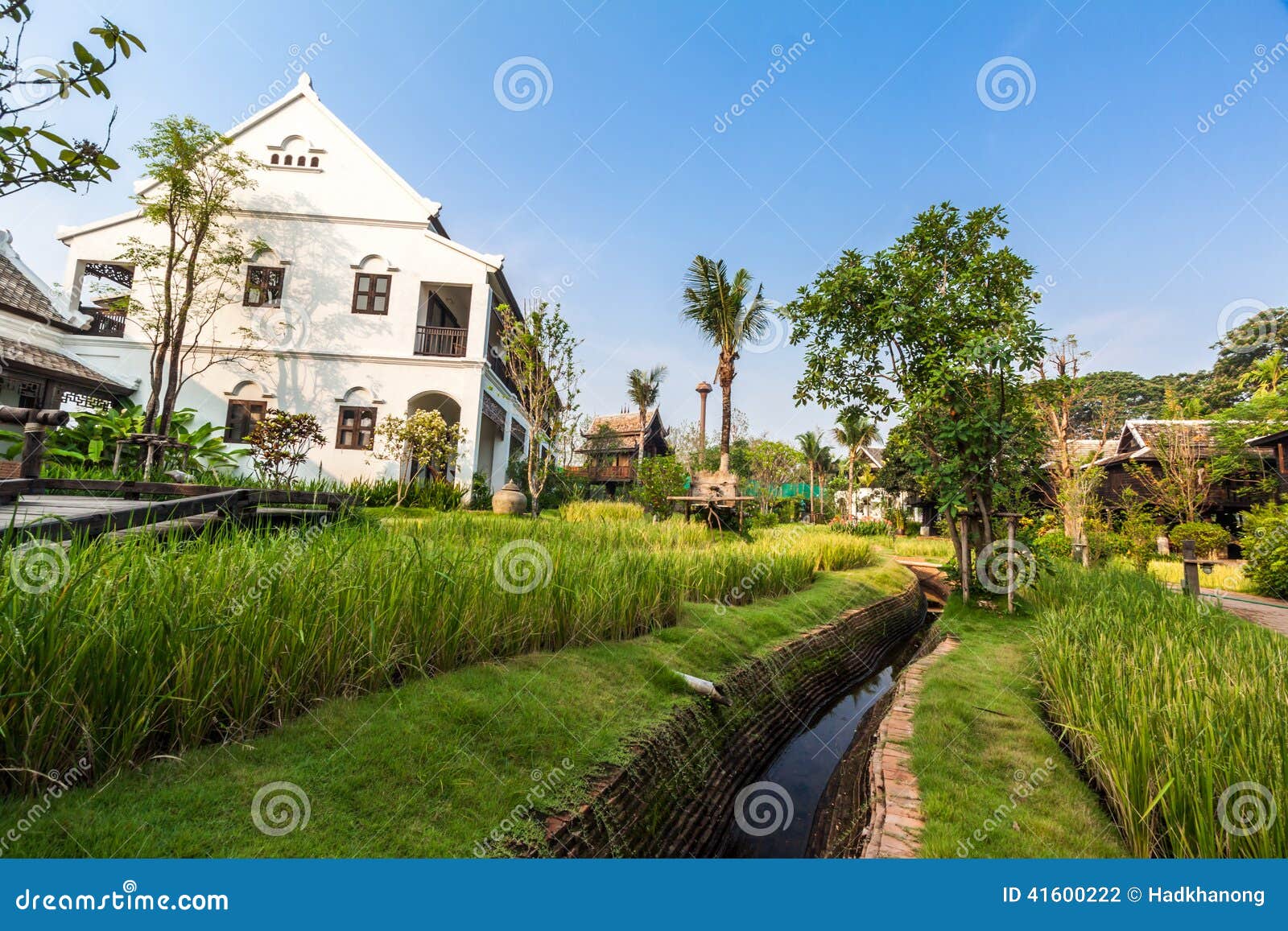 Green Rice Field In The Villa Thailand Stock Photo Image Of