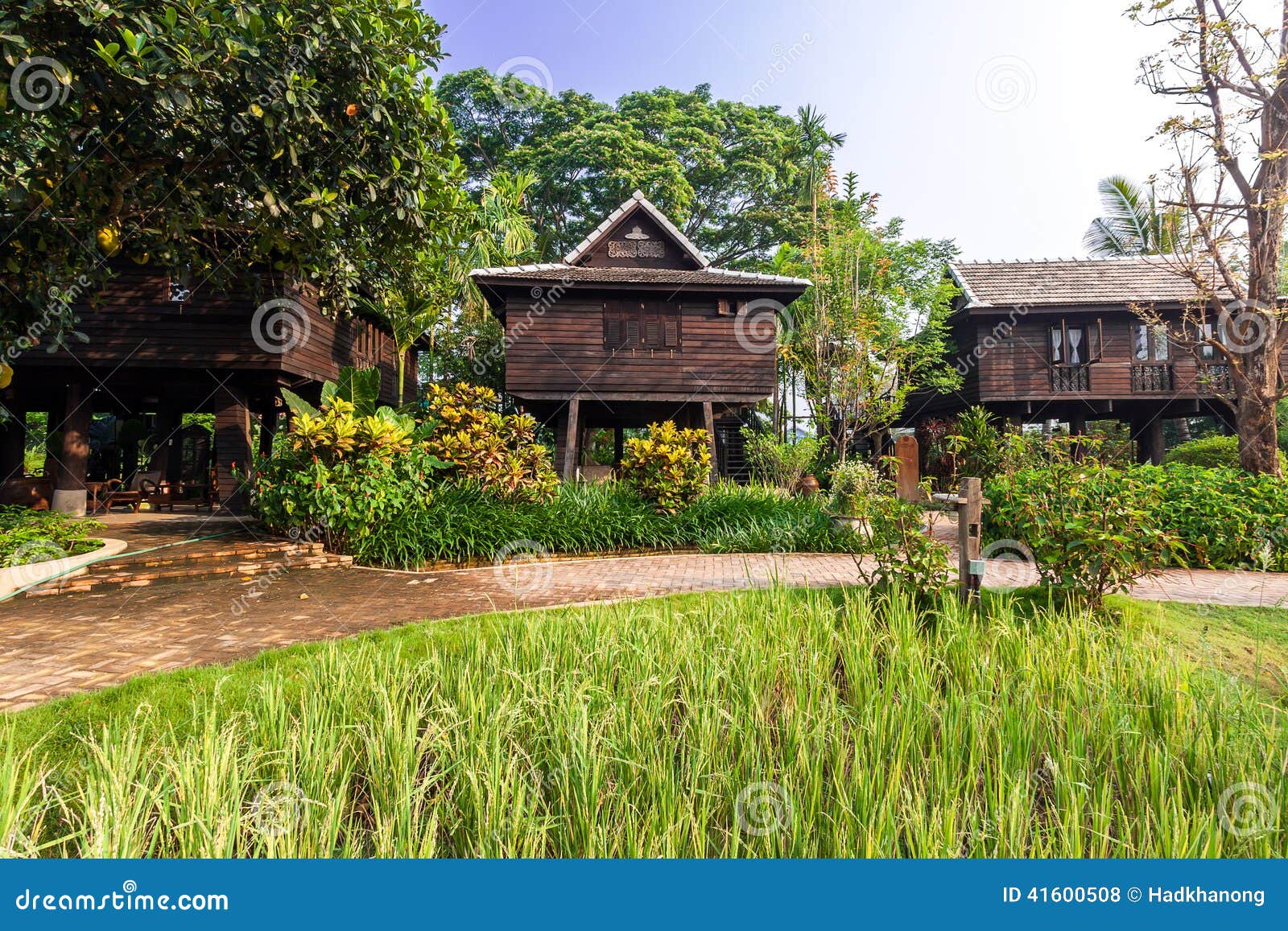 Green Rice Field In The Villa Thailand Stock Photo Image Of