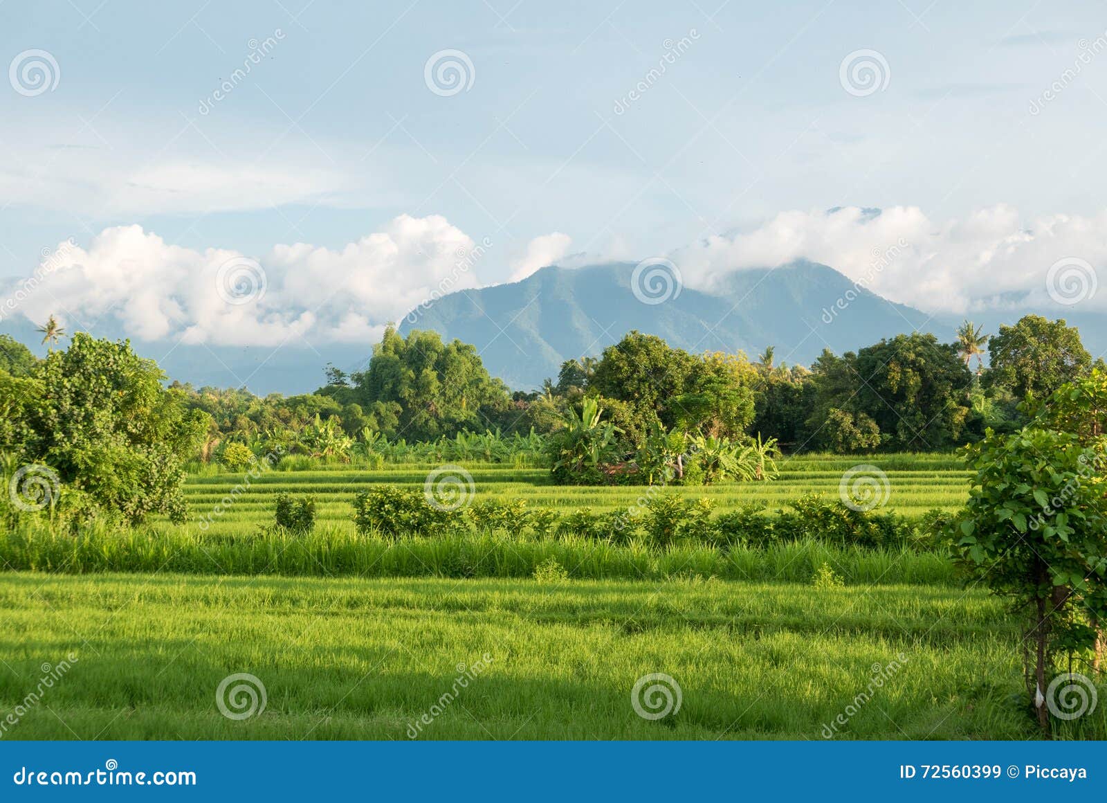 green rice fields in lovina on bali island with volcano, indonesia