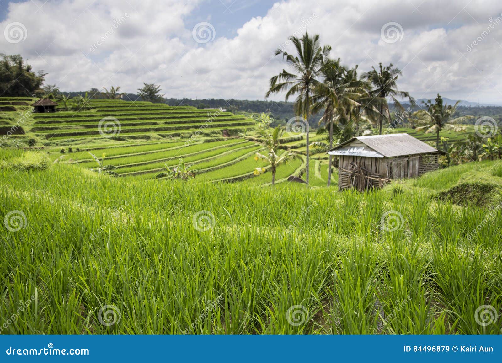Green Rice Fields in Ubud, Bali, Indonesia Stock Image Image of