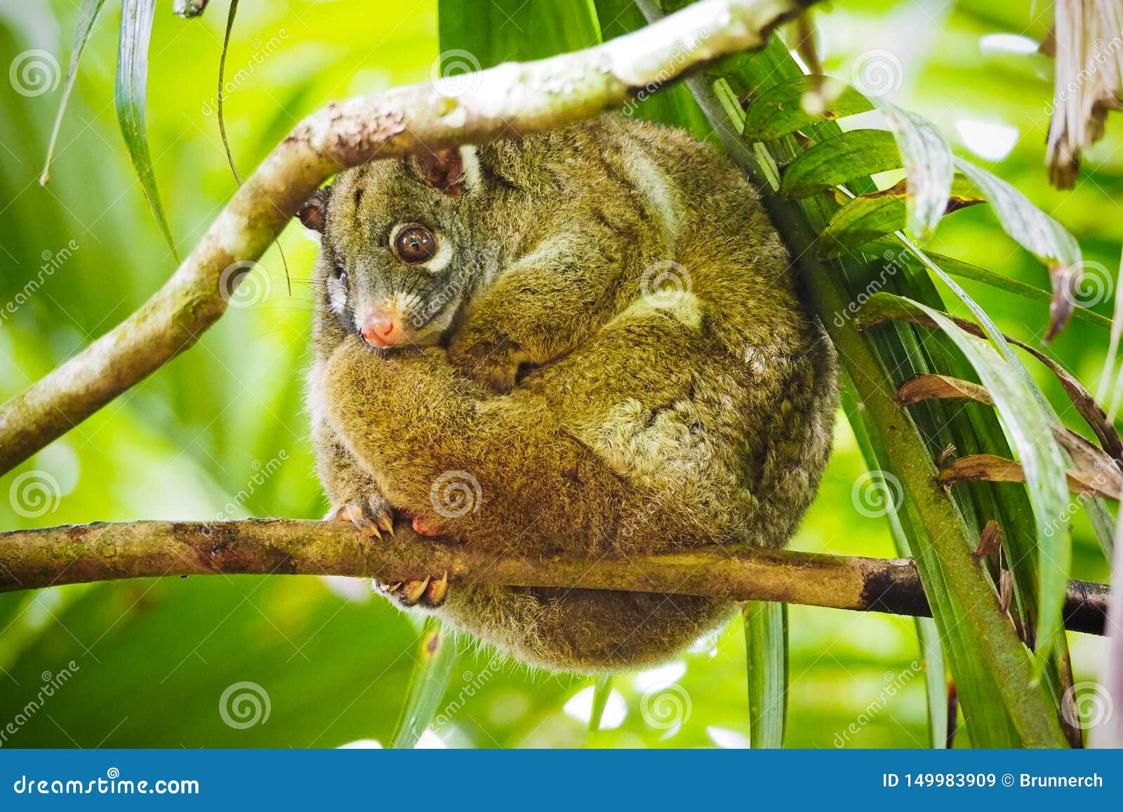 Green Ringtail Possum Sitting on a Branch Stock Image Image of