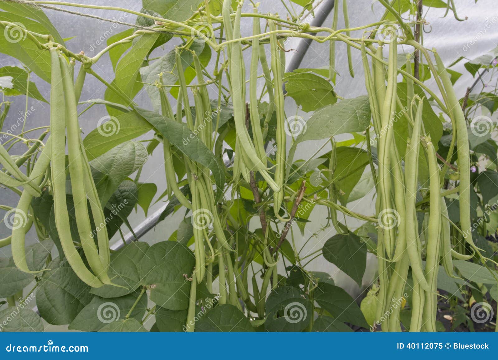 Green ripe beans plants stock image. Image of growth 40112075