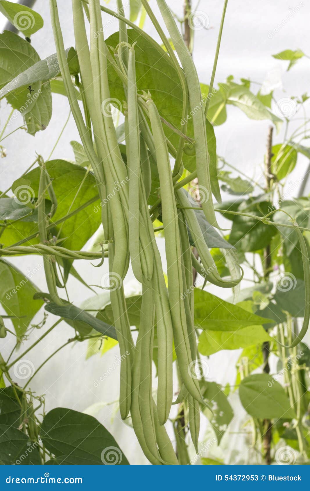Green ripe beans plants stock image. Image of vegetable 54372953