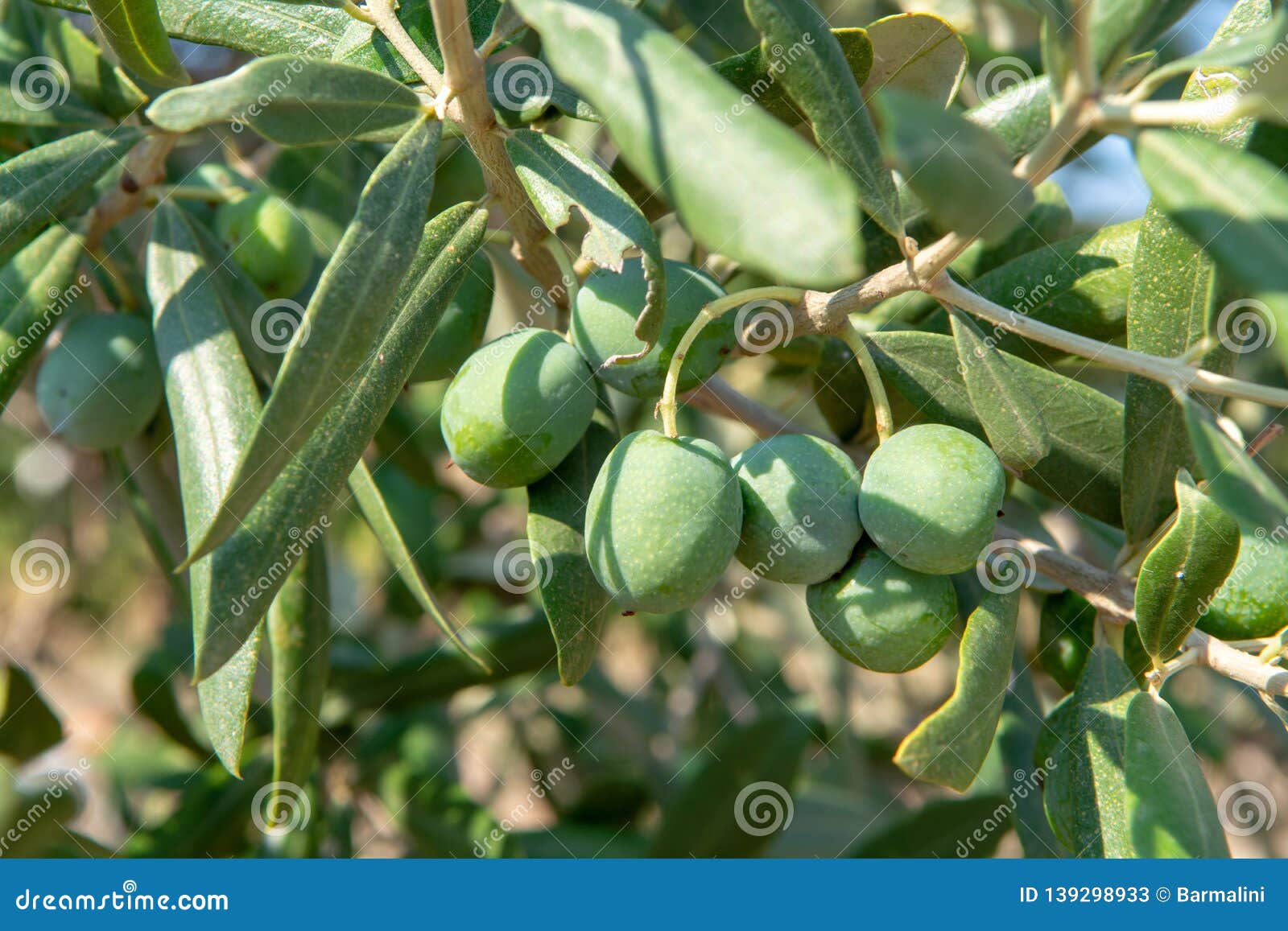 Green Ripe Olives Growing on Olive Tree Stock Image Image of nature