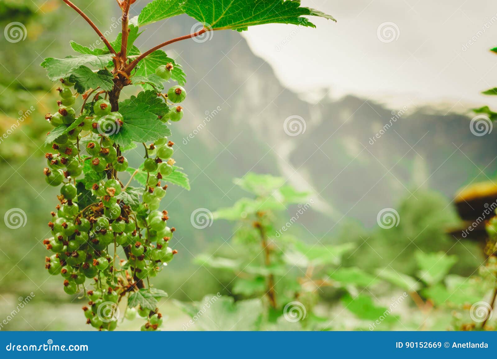 Green Ripening Currant On Shrub In Mountains Stock Image - mountain currant bush