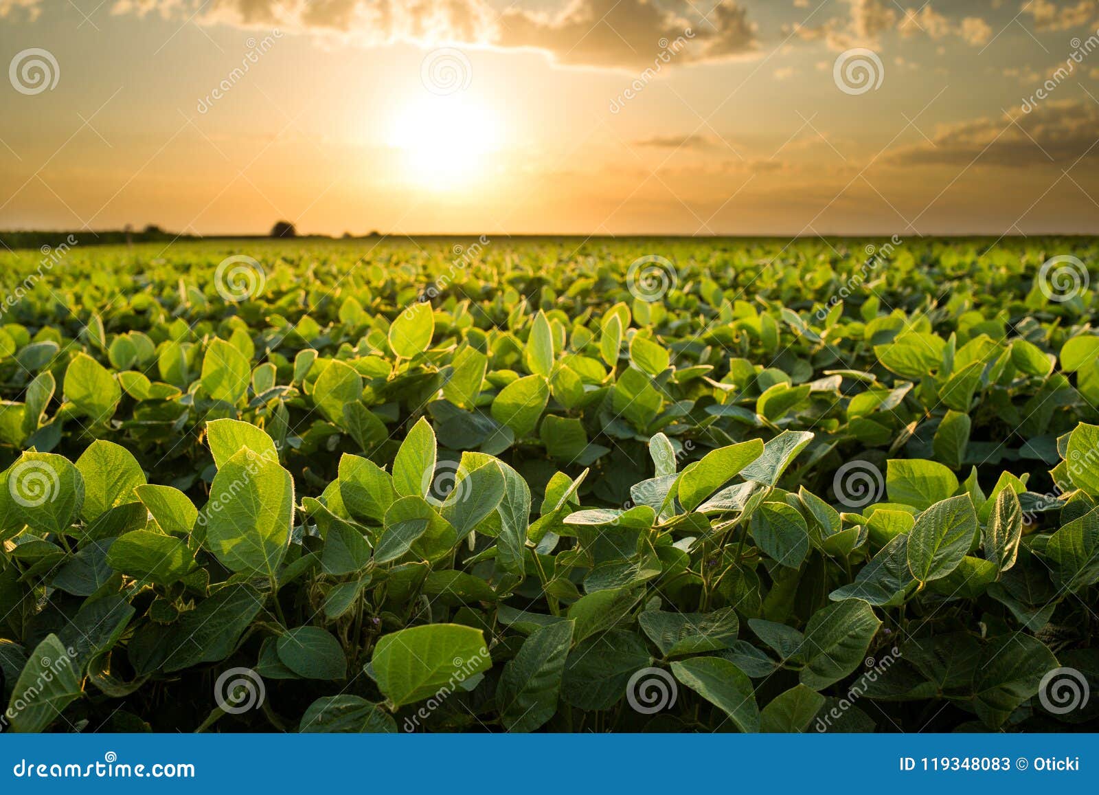 green ripening soybean field