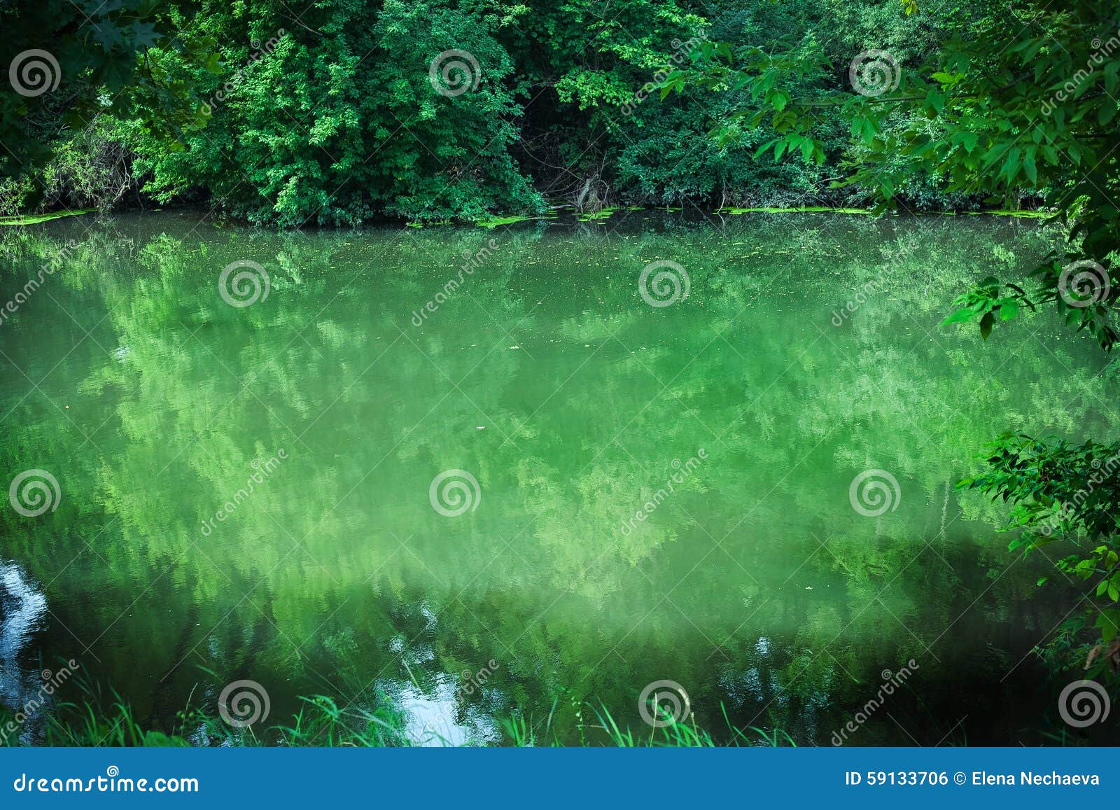Green river stock photo. Image of trees, nature, forest 59133706