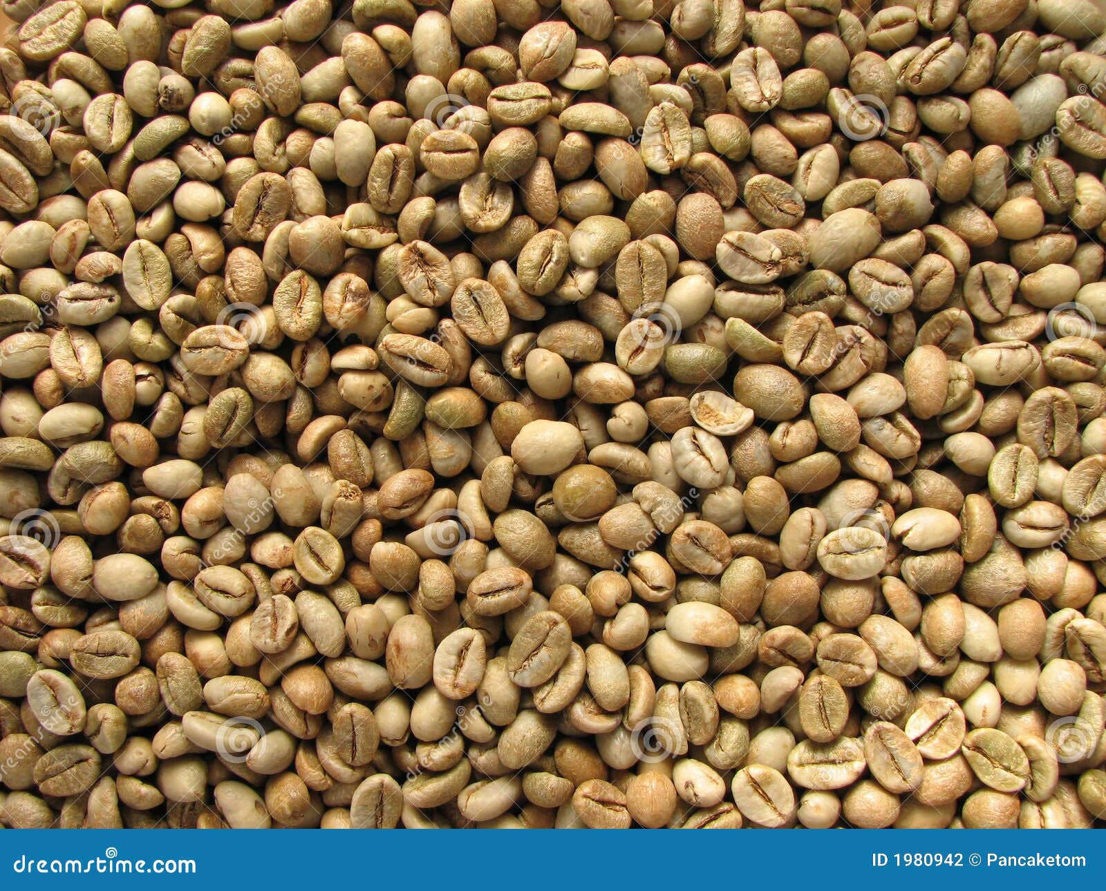 green robusta coffee beans