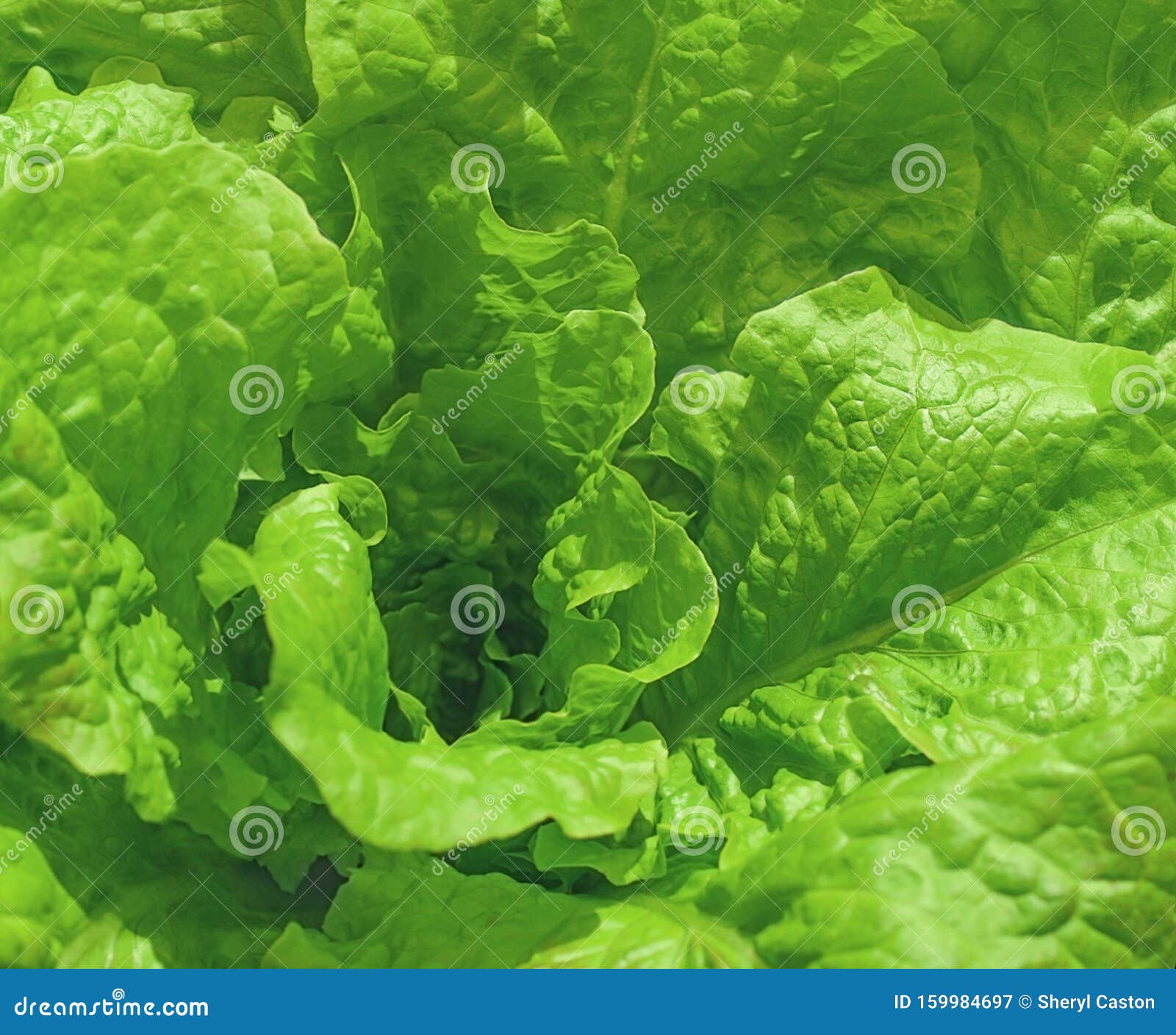 Green Romaine or Cos Lettuce Stock Image Image of closeup, romaine