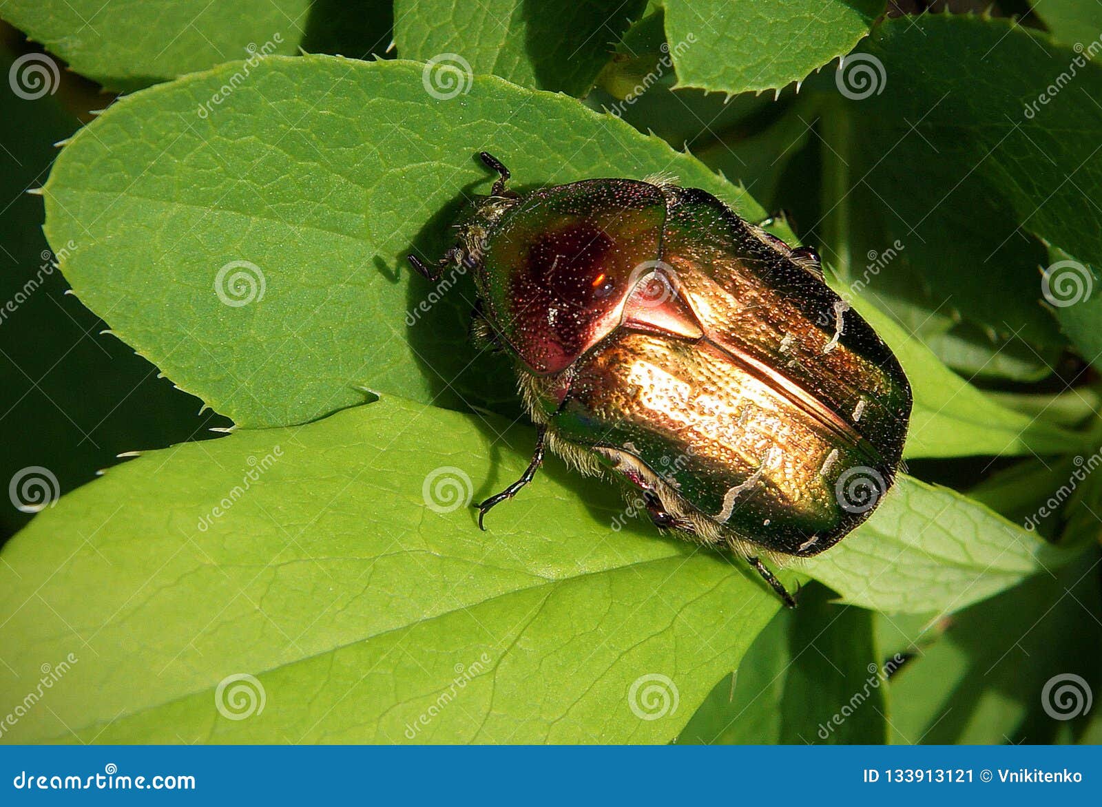 Green rose chafer stock image. Image of plant, macro 133913121