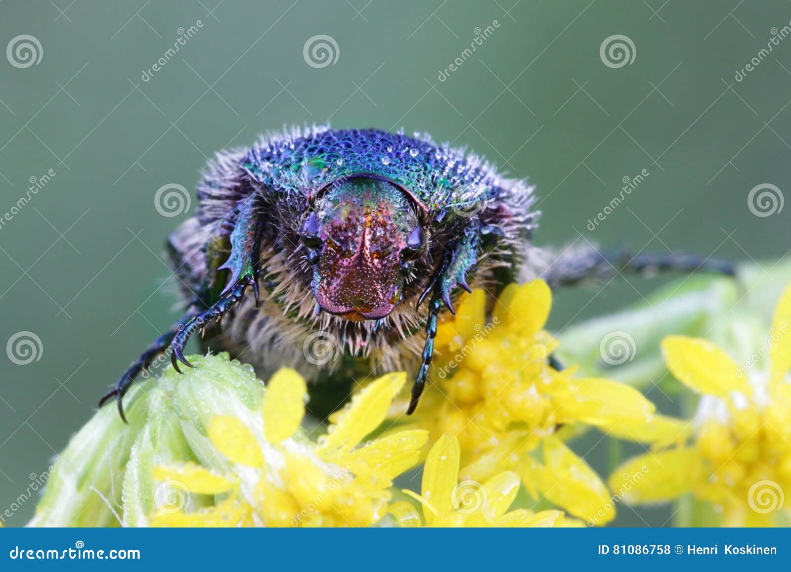 green rose chafer, cetonia aurata