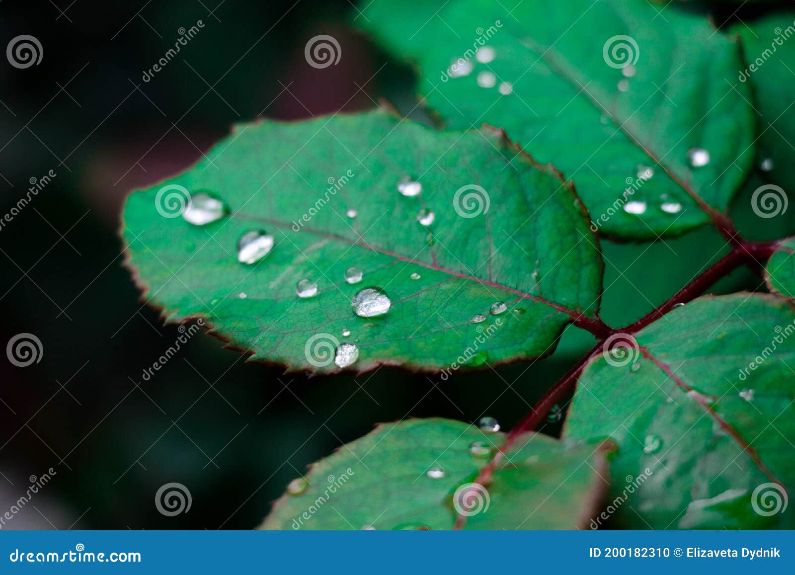 Featured image of post Green Leaf Desktop Background : Find the best green desktop background on getwallpapers.