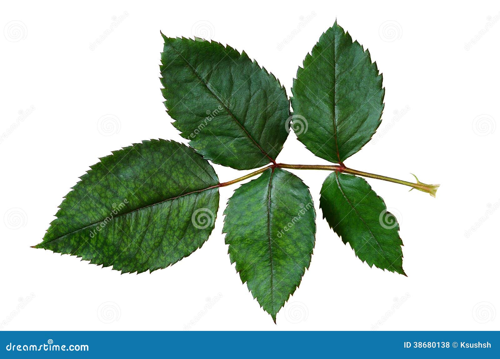 Green rose leaves stock photo. Image of spring, natural - 38680138