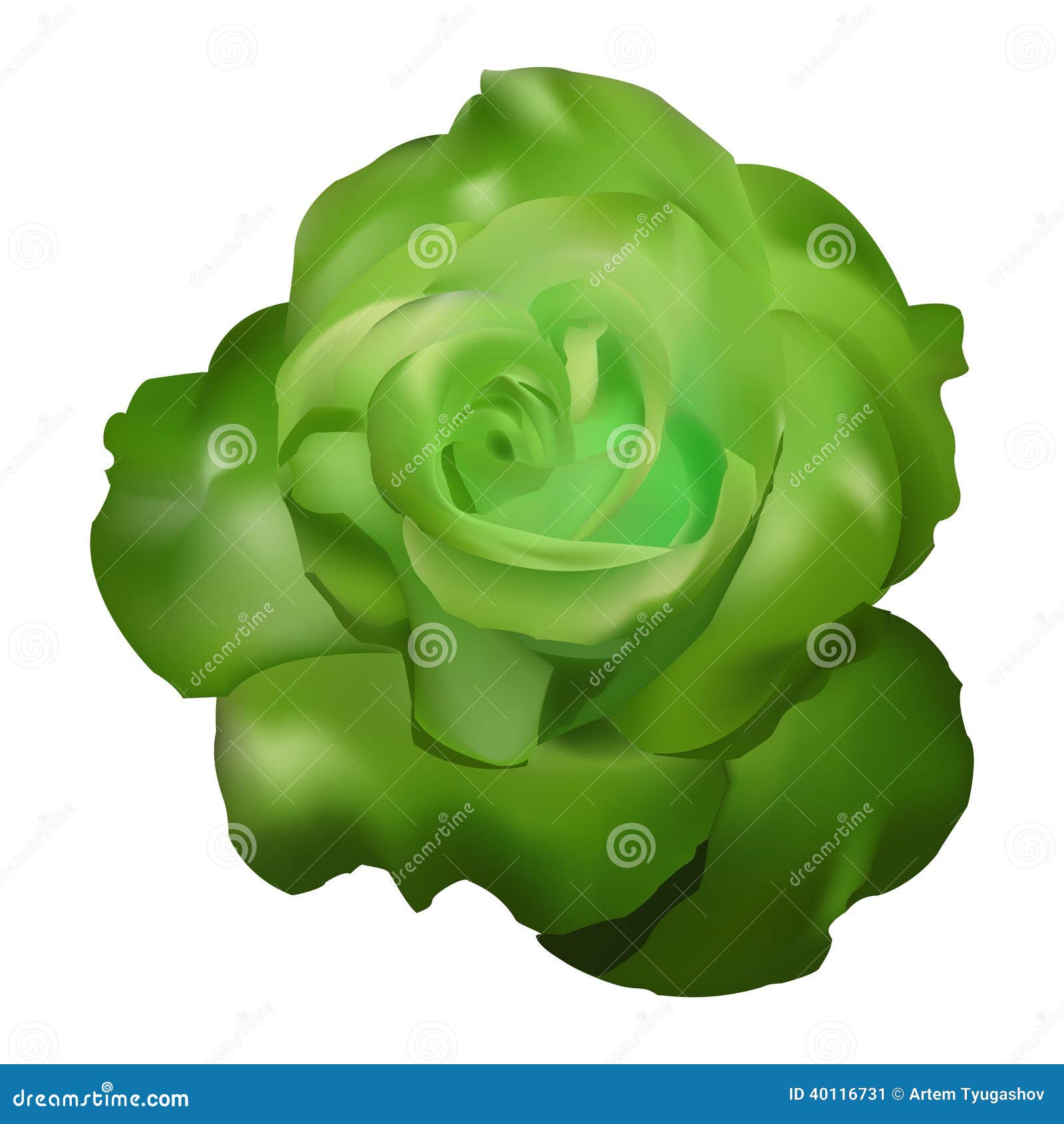 Green rose vector stock vector. Illustration of frame - 40116731