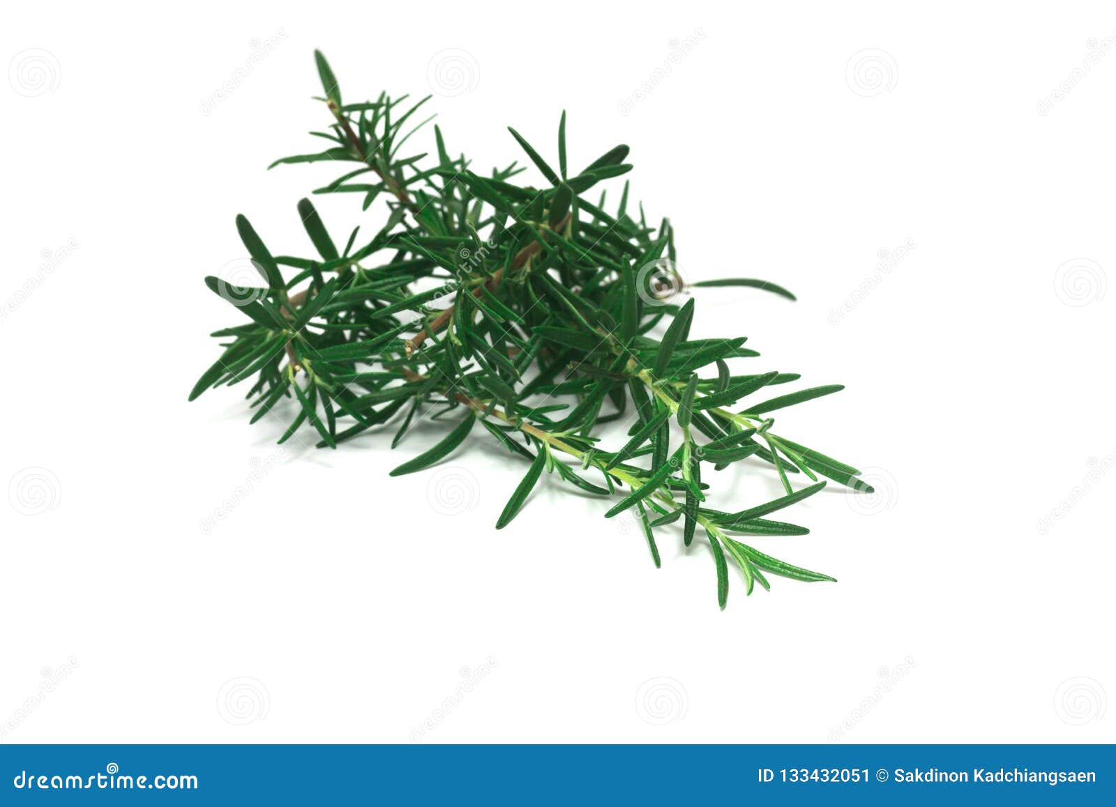 Green rosemary Leaves stock image. Image of italy, health 133432051