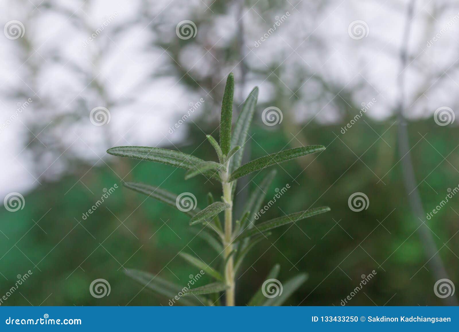 Green rosemary Leaves stock photo. Image of ingredient 133433250