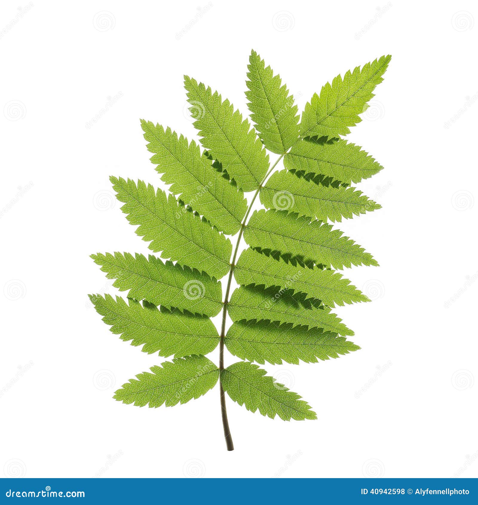 Rowan Leaf Royalty-Free Stock Photo | CartoonDealer.com #15696093