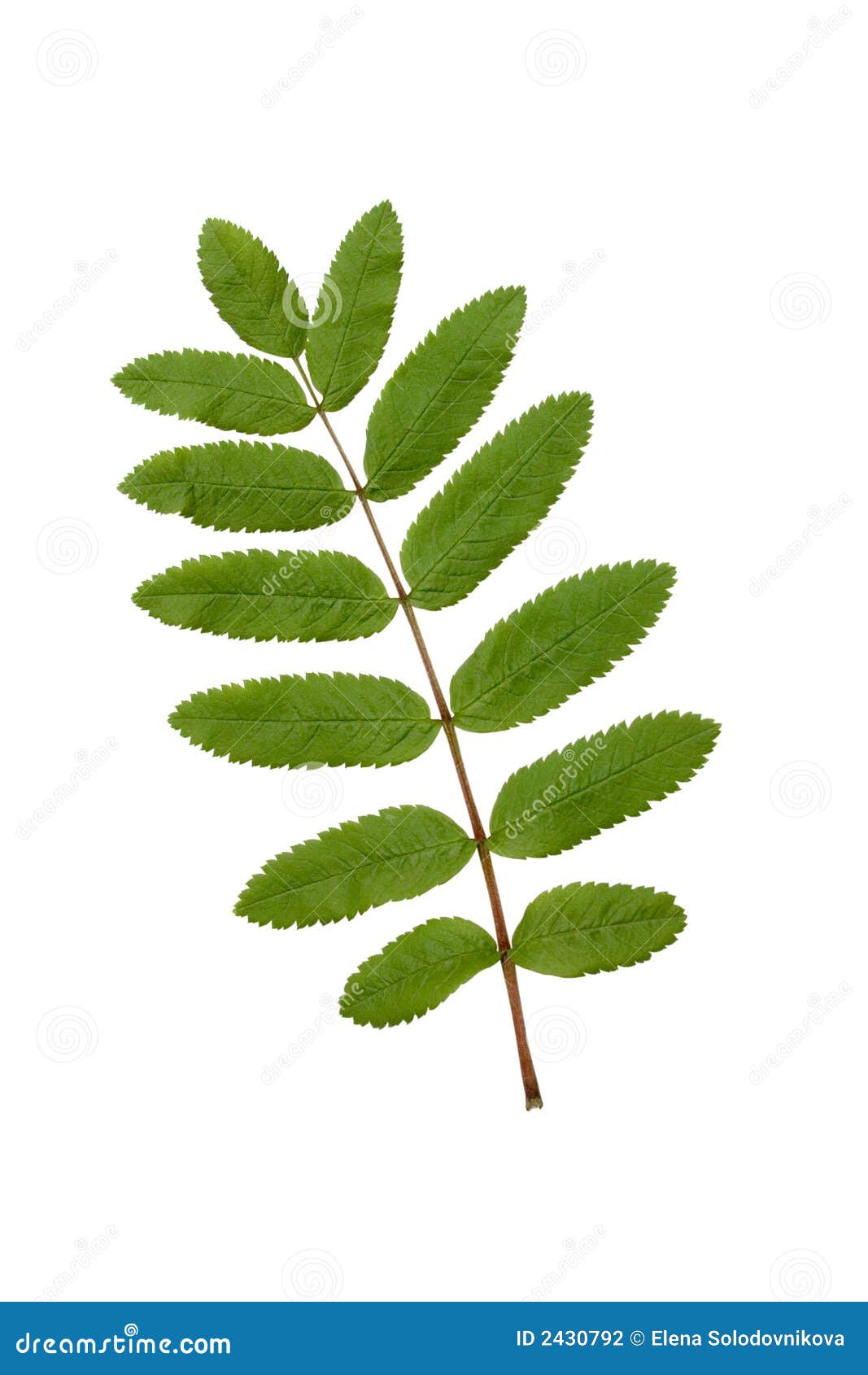 green rowan leaf on white.