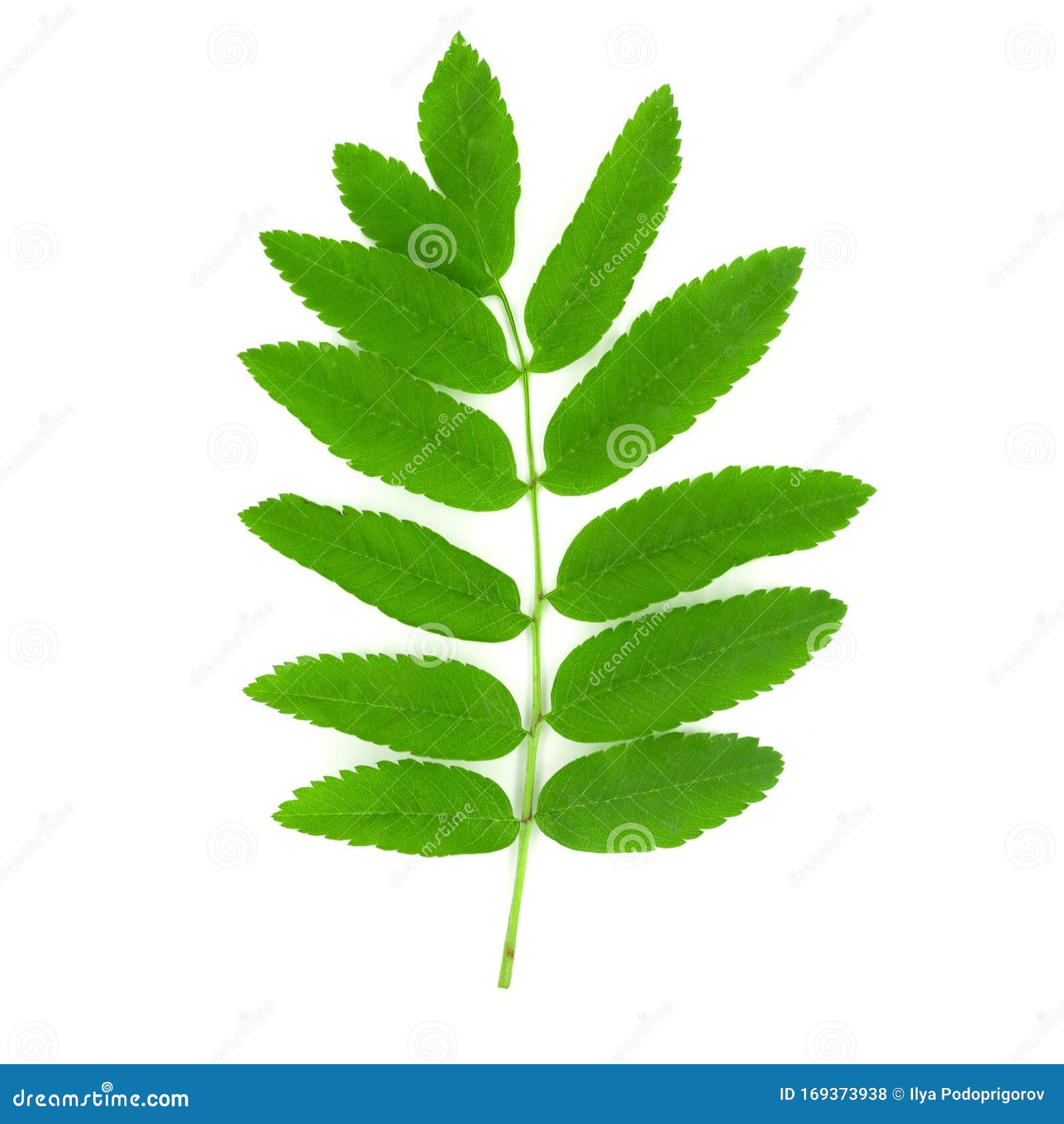 Green Rowan Leaves Isolated on White Background Stock Photo - Image of ...