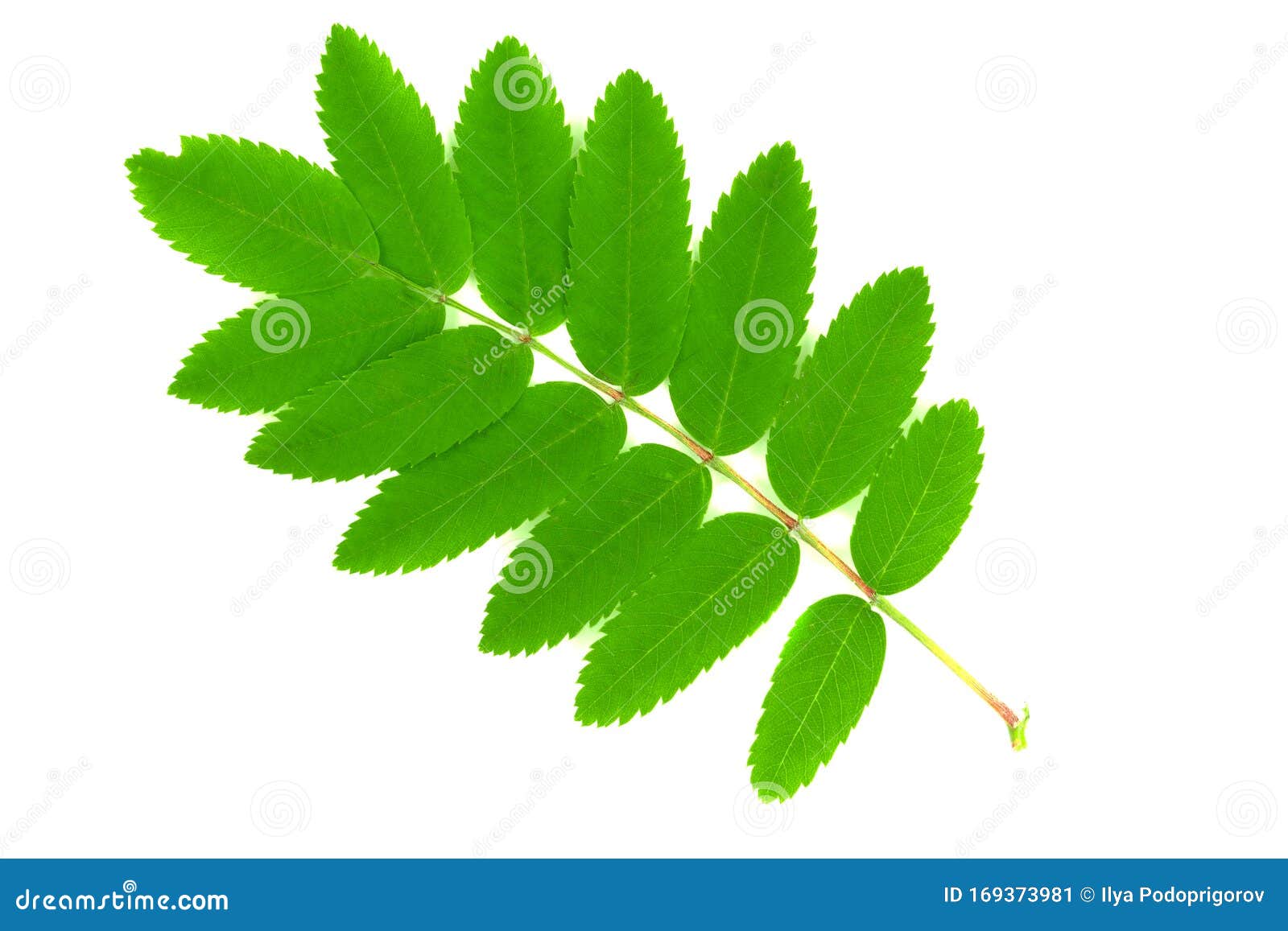 Green Rowan Leaves Isolated on White Background Stock Image - Image of ...