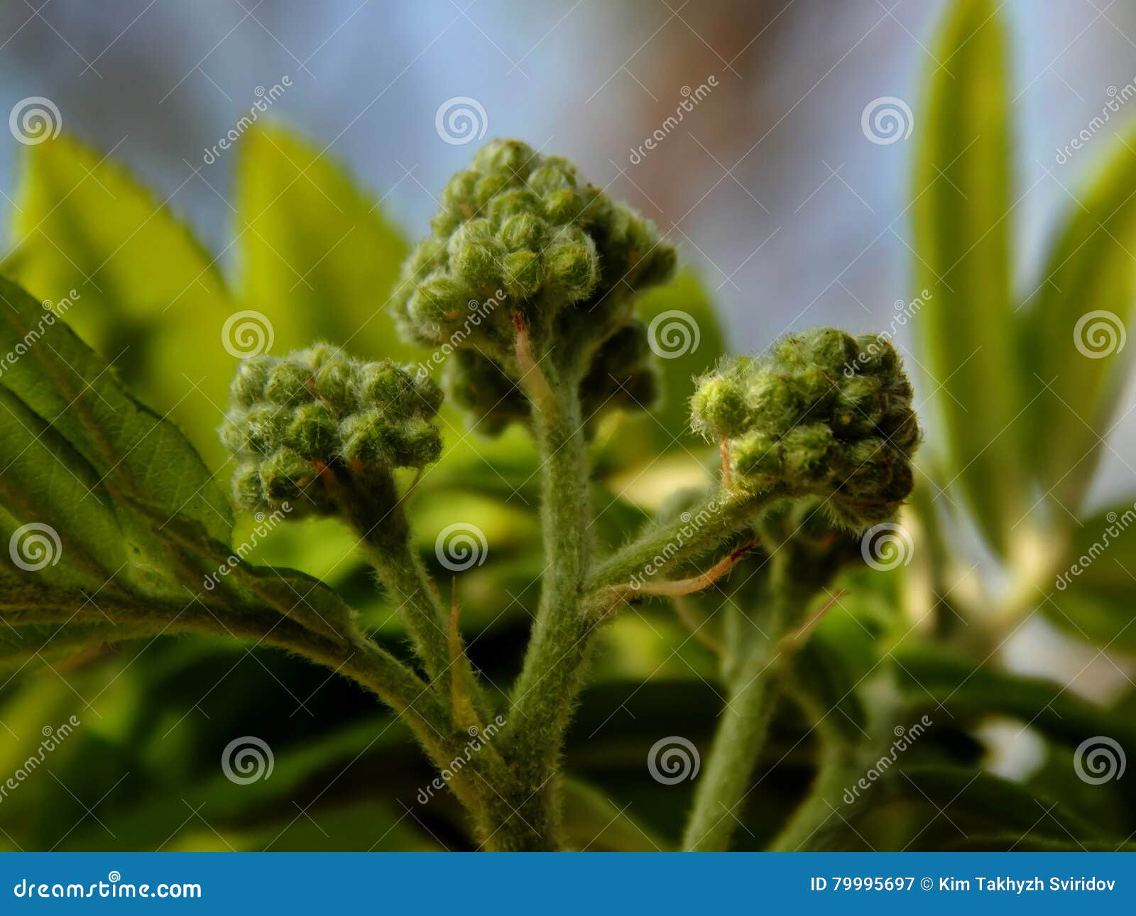 Green rowan tree blossoms stock image. Image of april - 79995697