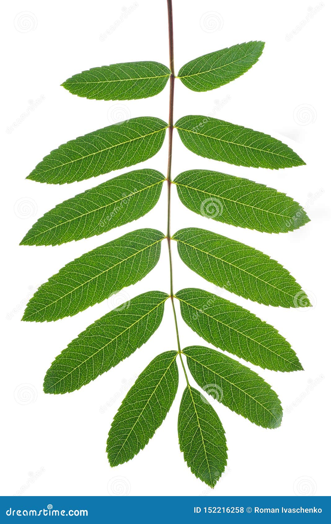 Green rowan tree leaf stock photo. Image of bright, fresh - 152216258